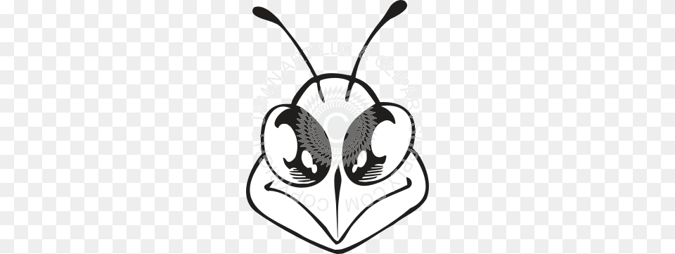 Hornet Head Front, Animal, Invertebrate, Insect, Wasp Free Transparent Png