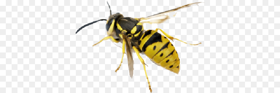 Hornet Pic North American Yellow Jacket, Animal, Bee, Insect, Invertebrate Png