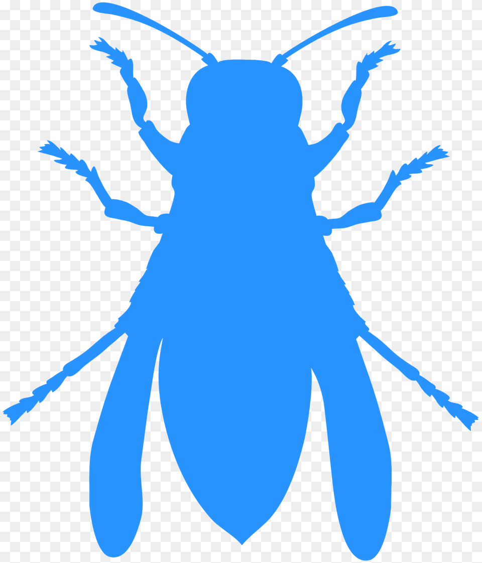 Hornet Silhouette, Animal, Bee, Insect, Invertebrate Free Png