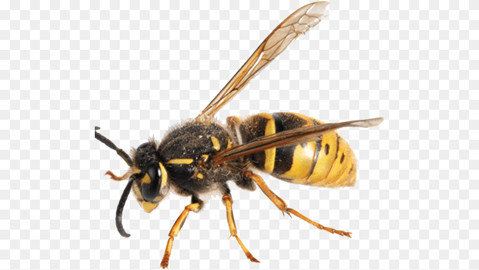 Hornet Transparent Background Hornet Transparent Background, Animal, Bee, Insect, Invertebrate Png Image