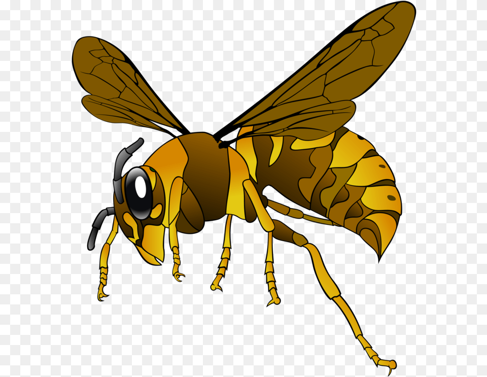 Hornet Wasp Insect Bee Brown Yellow Wings Green Hornet Clipart, Animal, Invertebrate, Person Free Transparent Png