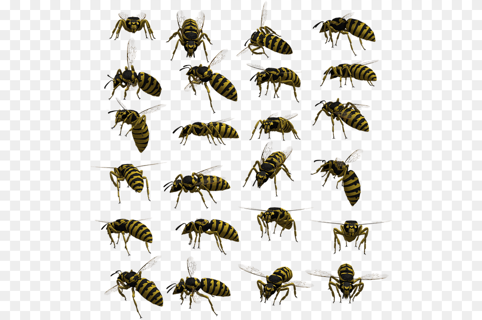 Hornet Wasp Or Yellow Jacket, Animal, Invertebrate, Insect, Bee Free Transparent Png