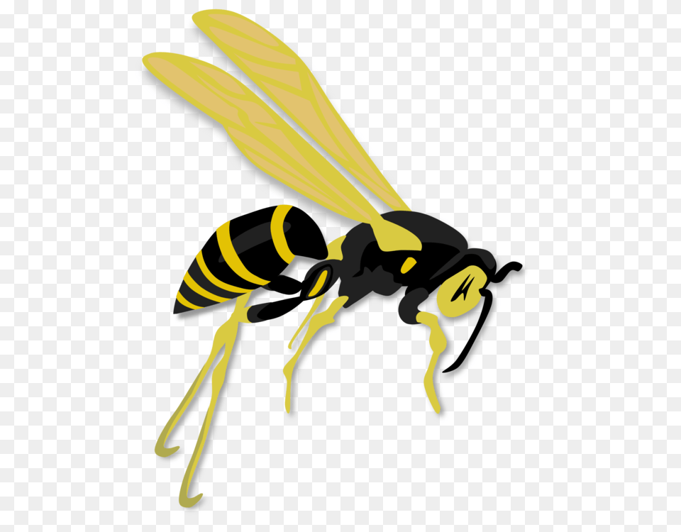 Hornet Western Honey Bee Wasp Insect, Animal, Invertebrate, Fish, Sea Life Free Png