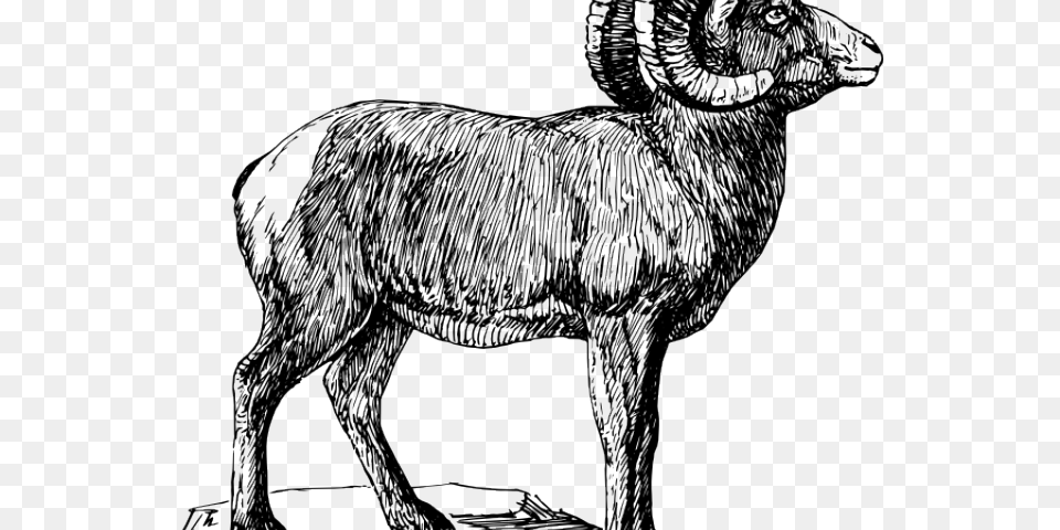 Horns Clipart Big Goat Bighorn Sheep Black And White, Person, Animal, Mammal, Livestock Png Image