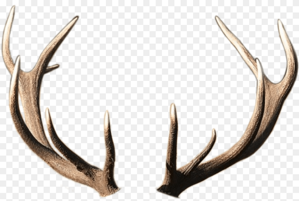 Horns Horn Deer Roga Rog Olen Oleni Deer, Antler, Animal, Lizard, Reptile Free Png Download