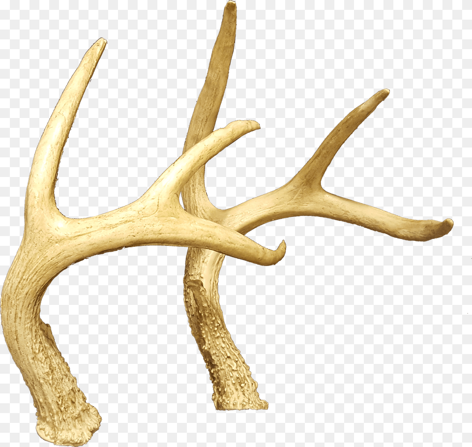 Hornsdeer Antler Reindeer, Animal, Dinosaur, Reptile Png Image