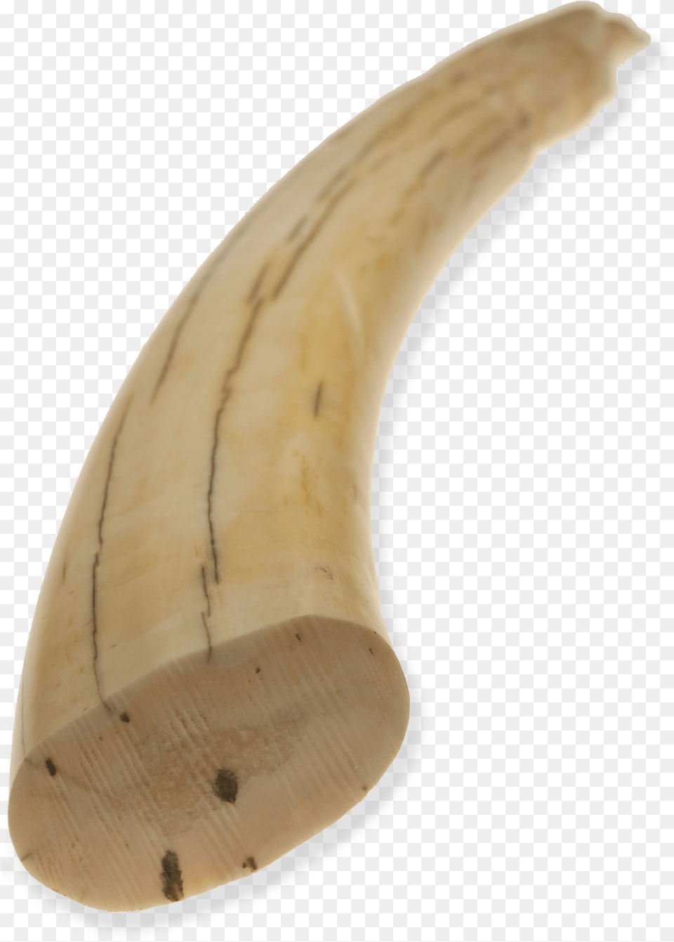 Hornwoodivory Walrus Tusk, Cutlery, Ivory Free Png Download