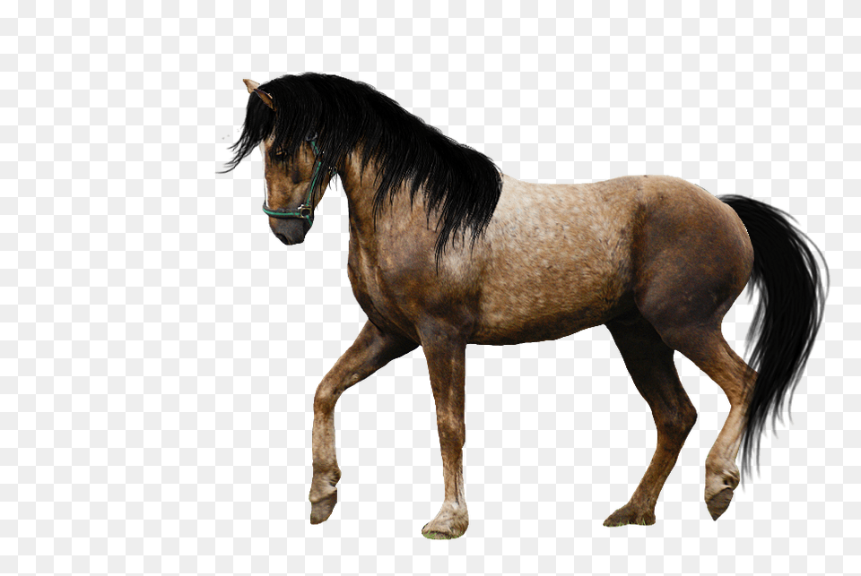 Horse, Animal, Mammal, Stallion, Colt Horse Png