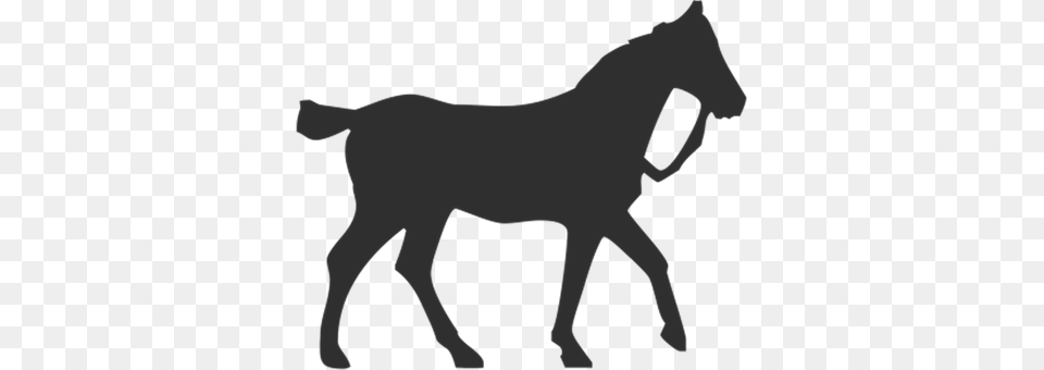 Horse Animal, Colt Horse, Mammal, Foal Free Transparent Png