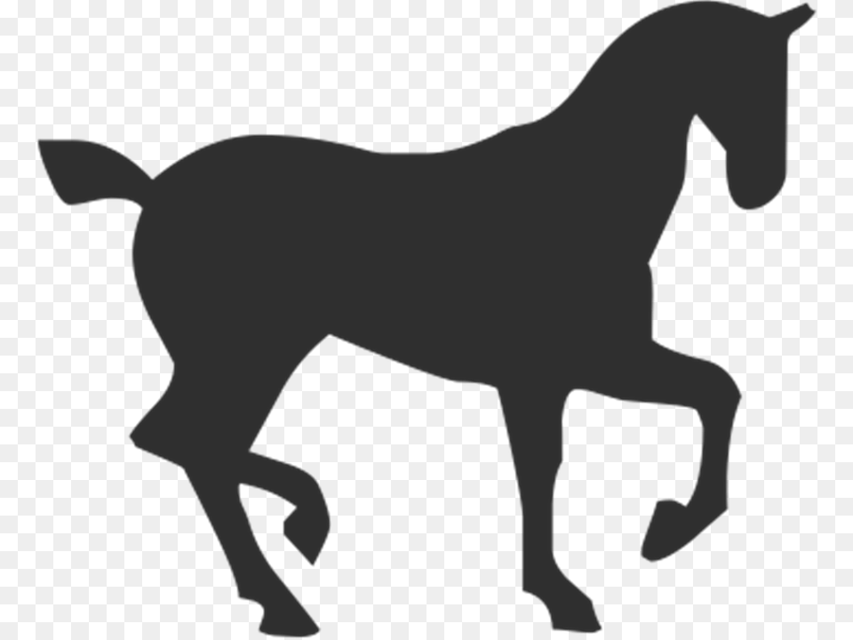 Horse Animal, Colt Horse, Mammal, Baby Png