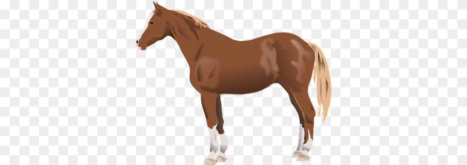 Horse Animal, Colt Horse, Mammal, Stallion Free Png