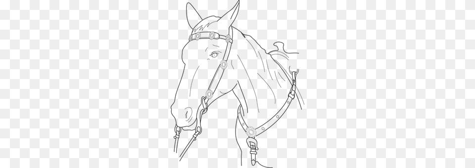 Horse Halter, Animal, Mammal, Chandelier Png Image