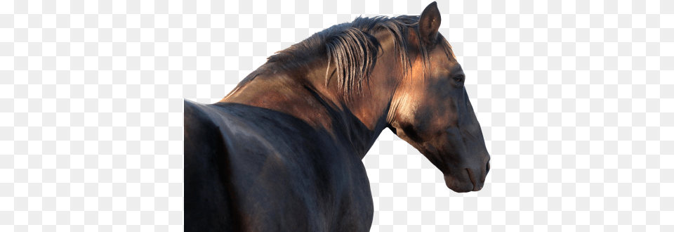 Horse, Animal, Mammal, Stallion, Colt Horse Free Png Download
