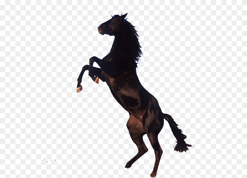 Horse, Animal, Mammal, Colt Horse Free Transparent Png