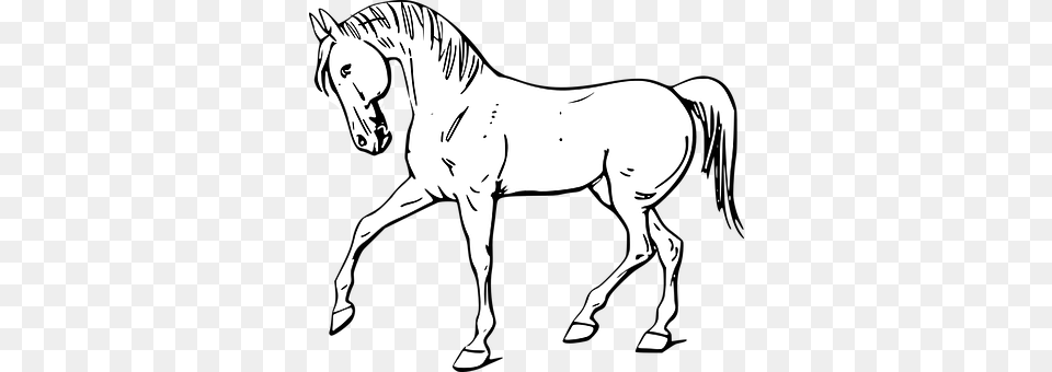 Horse Animal, Mammal, Person, Colt Horse Png Image