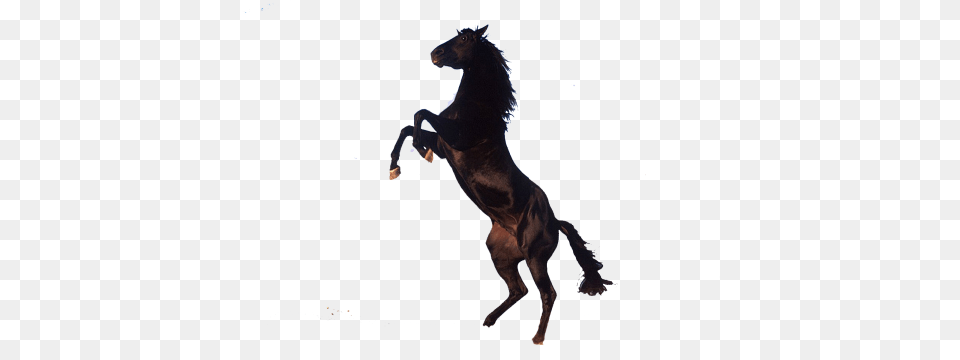 Horse, Animal, Mammal, Colt Horse, Stallion Png