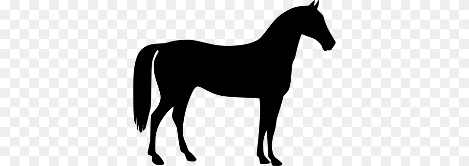 Horse Gray Png Image