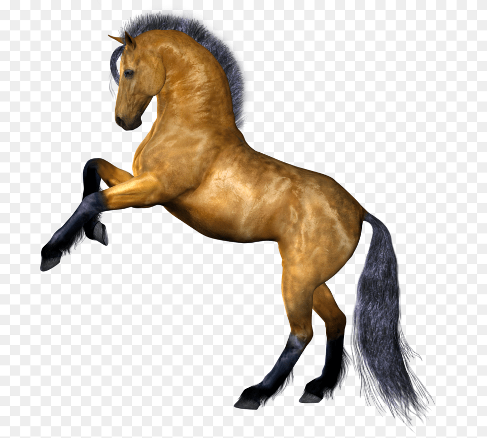 Horse, Animal, Colt Horse, Mammal, Stallion Png