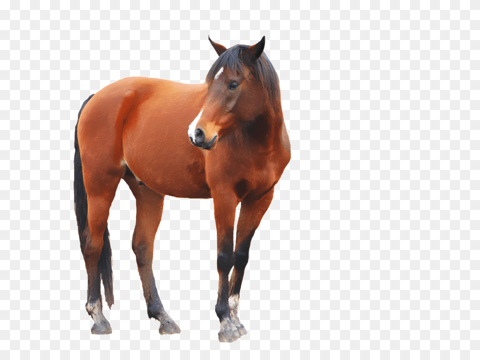 Horse, Animal, Colt Horse, Mammal Png Image