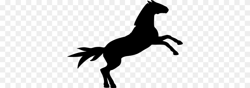 Horse Gray Free Png Download