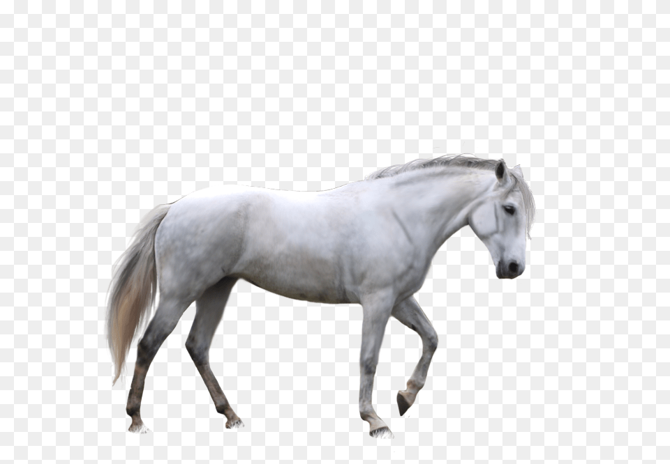 Horse, Andalusian Horse, Animal, Mammal, Stallion Free Png Download