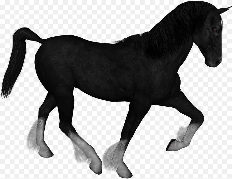Horse, Animal, Mammal, Colt Horse Free Transparent Png
