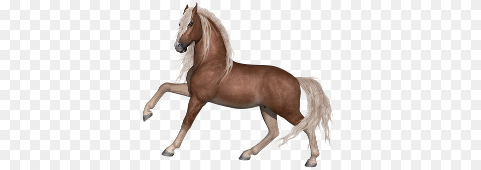 Horse Adult, Female, Person, Woman Free Png Download
