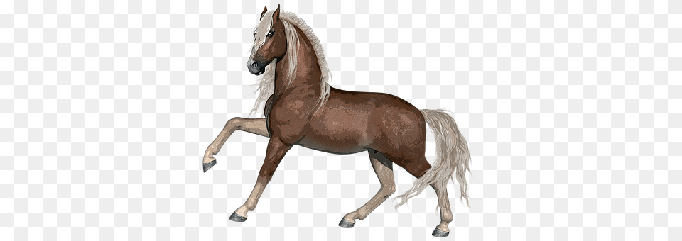 Horse Animal, Colt Horse, Mammal, Stallion Free Png Download