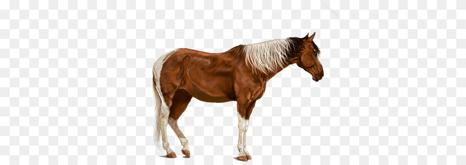 Horse Animal, Colt Horse, Mammal, Stallion Png Image