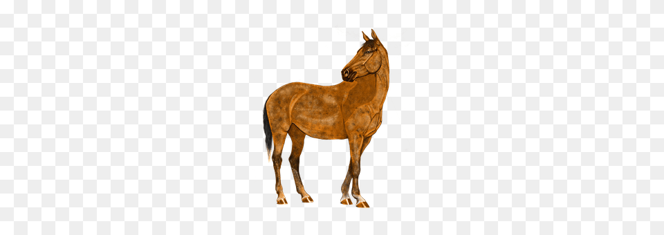 Horse Animal, Colt Horse, Mammal Free Transparent Png