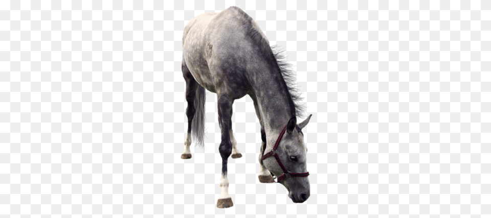 Horse, Andalusian Horse, Animal, Mammal, Halter Png