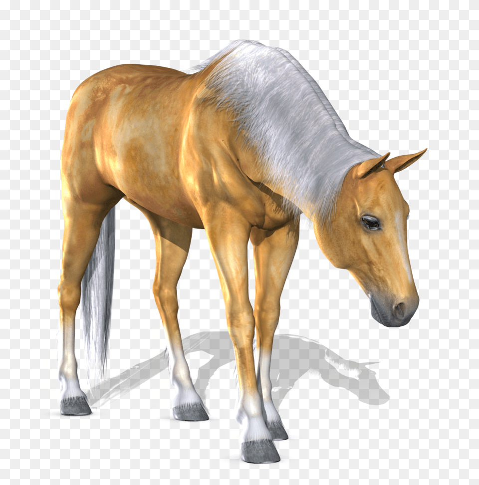 Horse, Animal, Colt Horse, Mammal Png Image