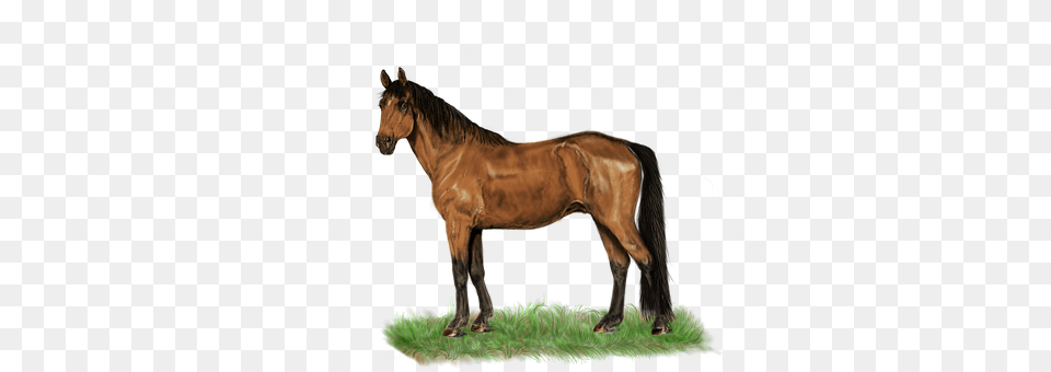 Horse Animal, Colt Horse, Mammal, Stallion Free Transparent Png