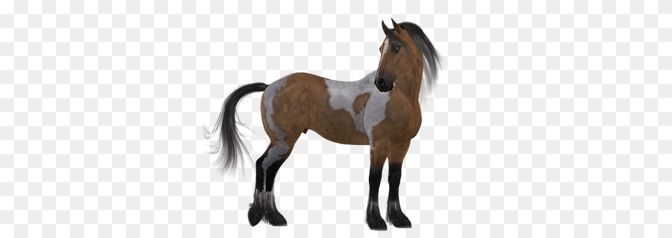 Horse Animal, Colt Horse, Mammal Free Png Download