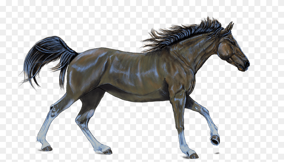 Horse, Animal, Mammal, Andalusian Horse, Colt Horse Free Transparent Png