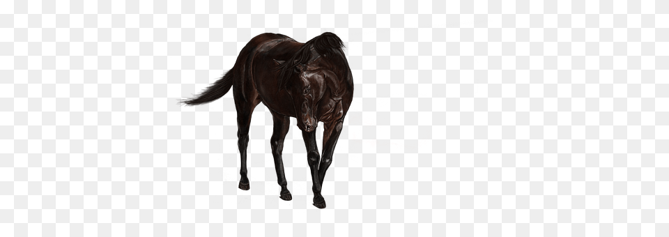 Horse Animal, Mammal, Colt Horse Free Png