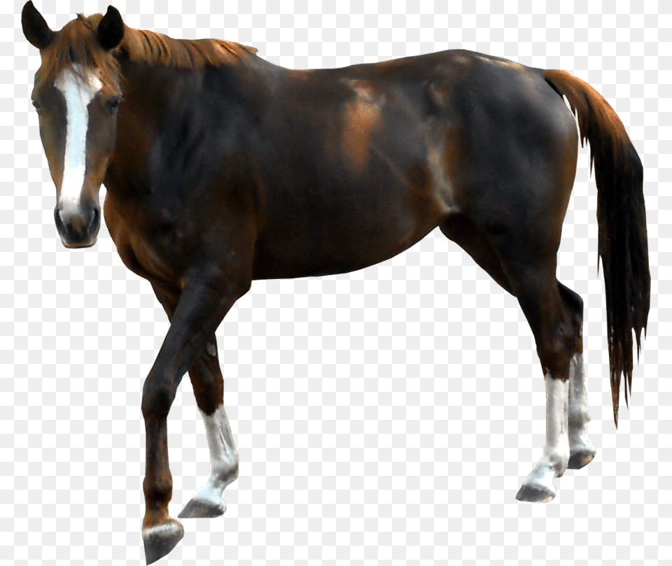 Horse, Animal, Colt Horse, Mammal, Stallion Png Image