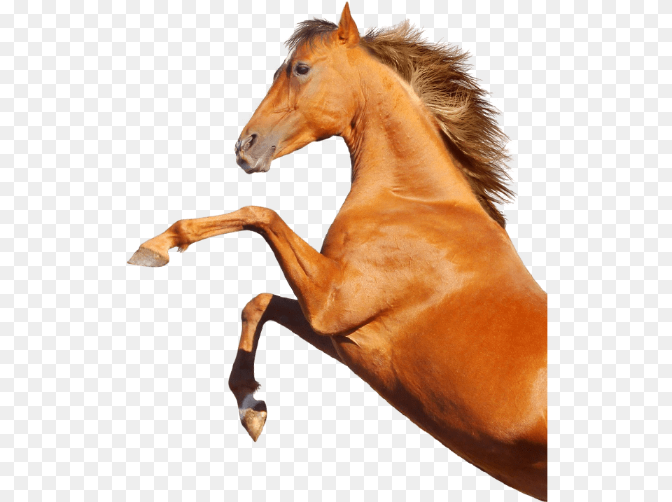 Horse 2019, Animal, Colt Horse, Mammal Free Png