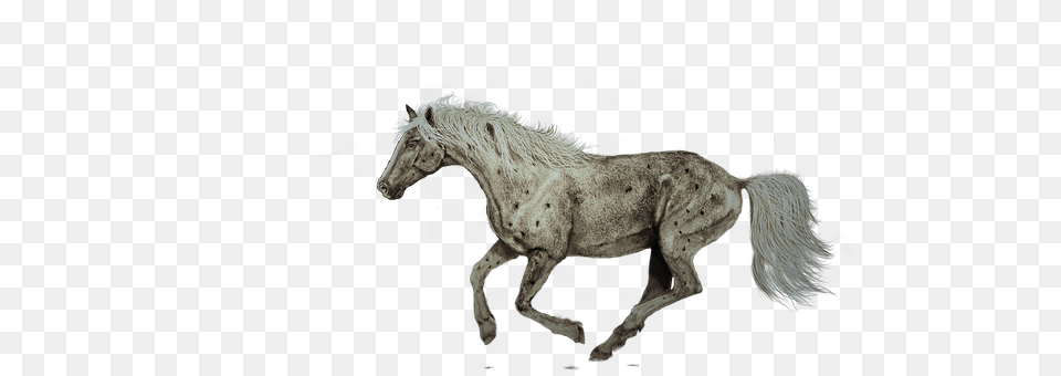 Horse Animal, Mammal, Stallion, Colt Horse Free Png