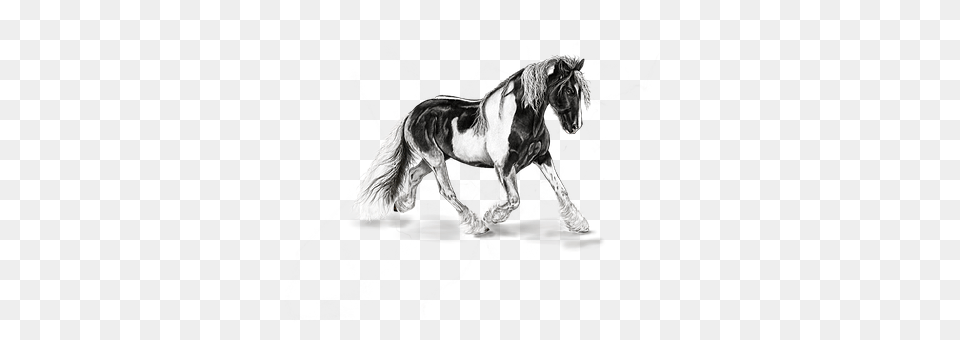 Horse Animal, Mammal, Colt Horse, Art Free Png