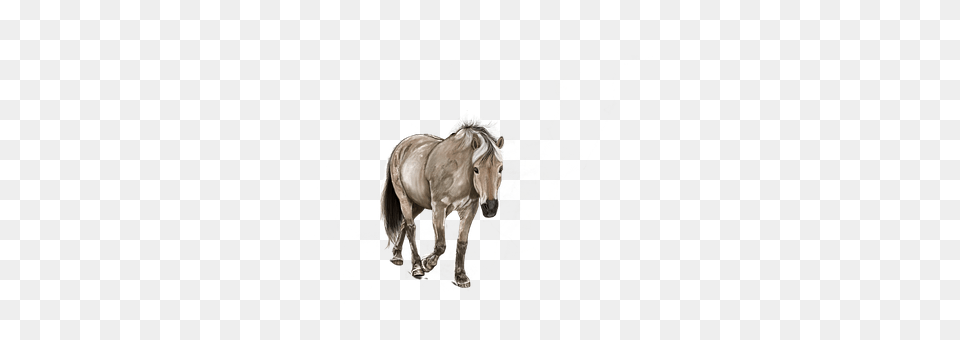 Horse Andalusian Horse, Animal, Mammal, Stallion Free Png