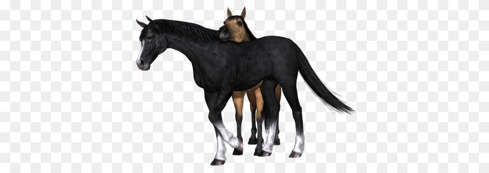 Horse Animal, Colt Horse, Mammal, Foal Png Image