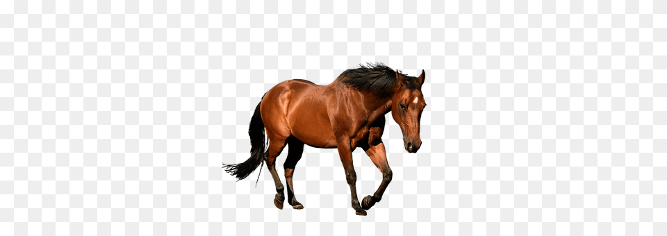 Horse Animal, Mammal, Colt Horse, Stallion Free Png Download