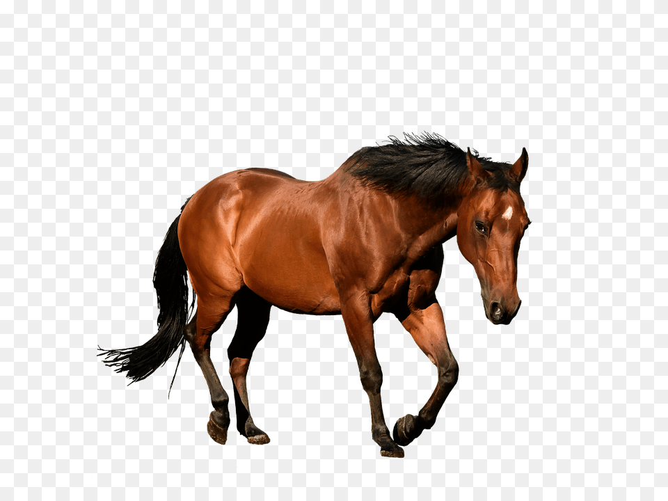 Horse Animal, Colt Horse, Mammal, Stallion Free Transparent Png