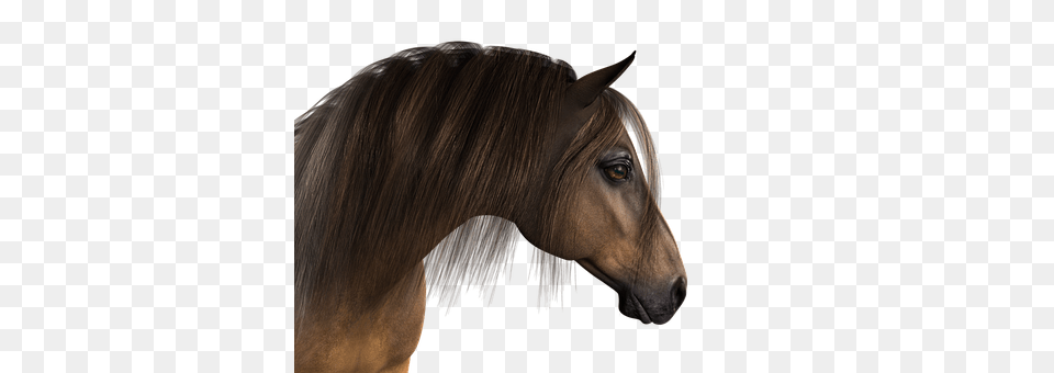 Horse Animal, Mammal, Stallion, Colt Horse Free Transparent Png