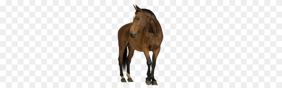 Horse, Animal, Colt Horse, Mammal Png