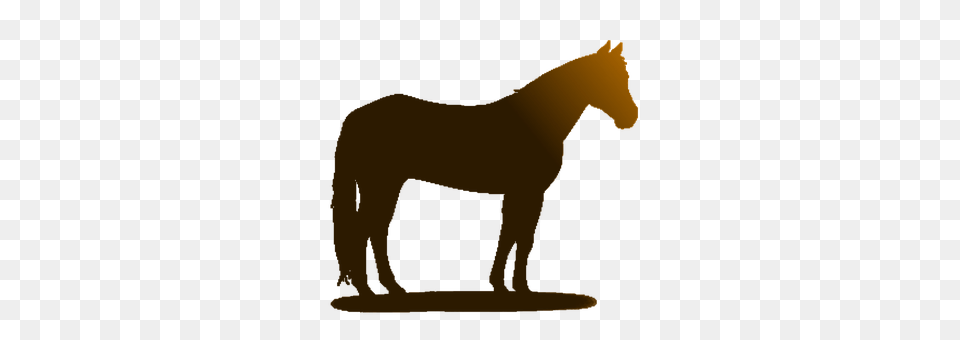 Horse Animal, Colt Horse, Mammal Free Png