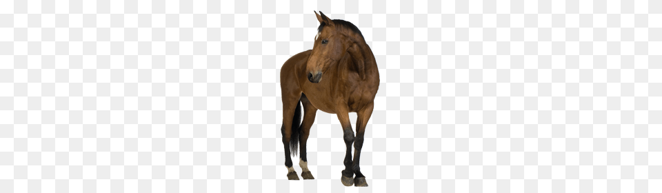 Horse, Animal, Colt Horse, Mammal, Stallion Png Image