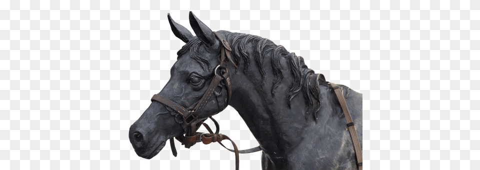 Horse Andalusian Horse, Animal, Mammal, Stallion Free Transparent Png