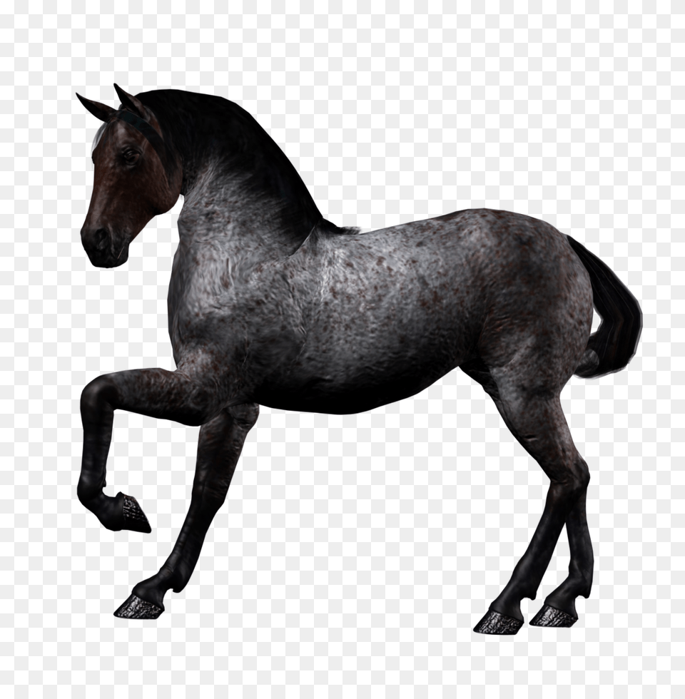 Horse, Animal, Mammal, Andalusian Horse, Stallion Free Png Download